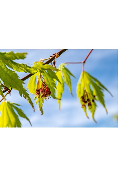 Acer pseudosieboldianum Arctic Jade квіти